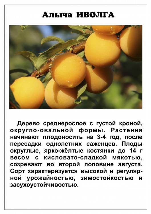 Топ-23 лучших сортов алычы: описание и фото | +отзывы
