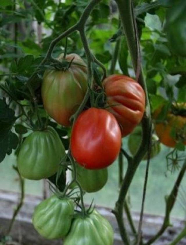 Один из лучших раннеспелых сортов для засаливания — томат богата хата f1 от фирмы аэлита