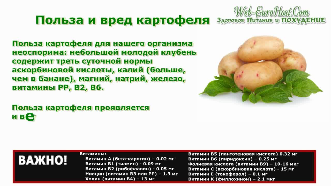 Картофель - польза и вред для здоровья человека