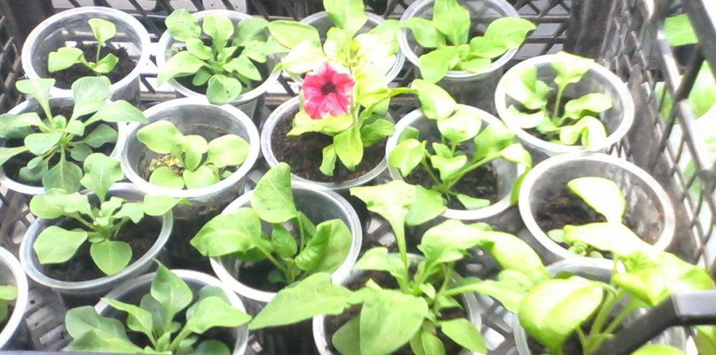 Как вырастить рассаду петунии в домашних условиях: от рассады до цветника, для начинающих, пошаговый мастер-класс с фото