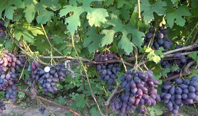 Сладкий и сочный сорт винограда «каталония»