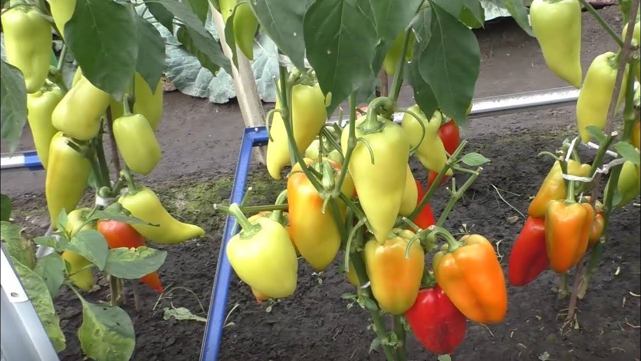 Выращивание перца в открытом грунте в подмосковье, видео и фото