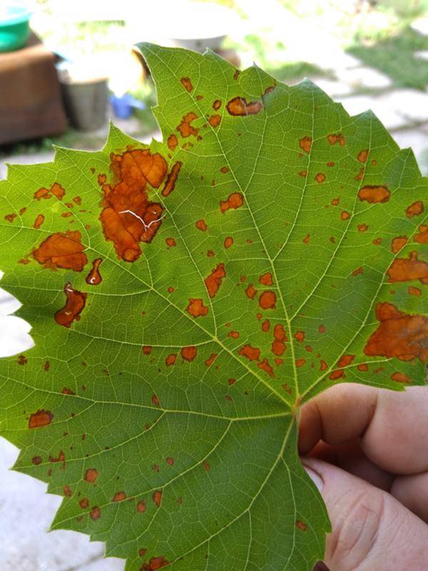 Болезни винограда: фото и чем лечить заболевания листьев, методы борьбы с вредителями