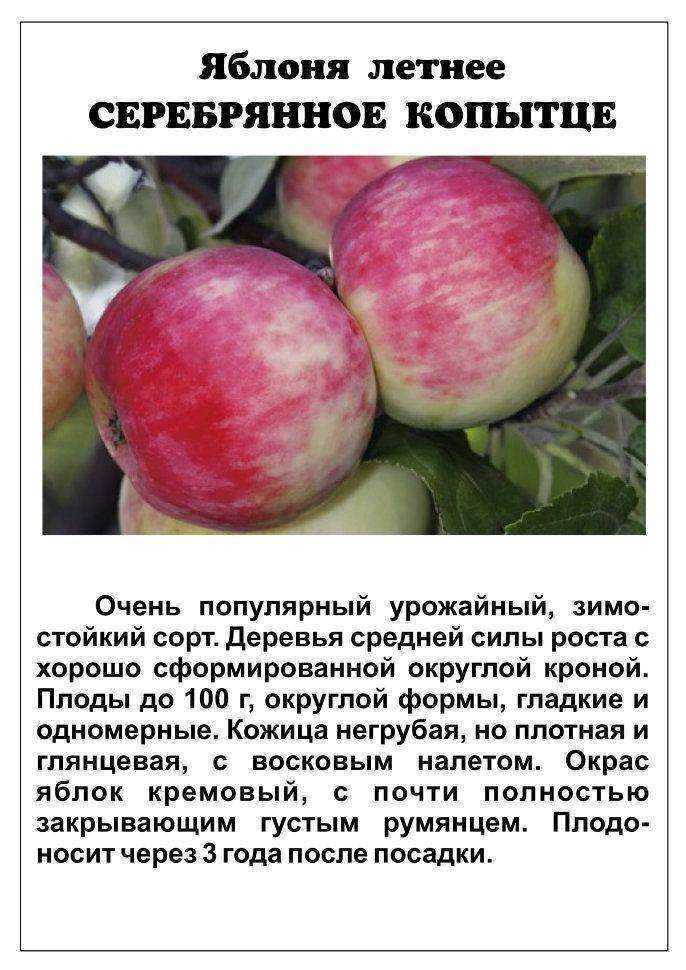 Раннезимняя яблоня вишневое: фото и описание сорта