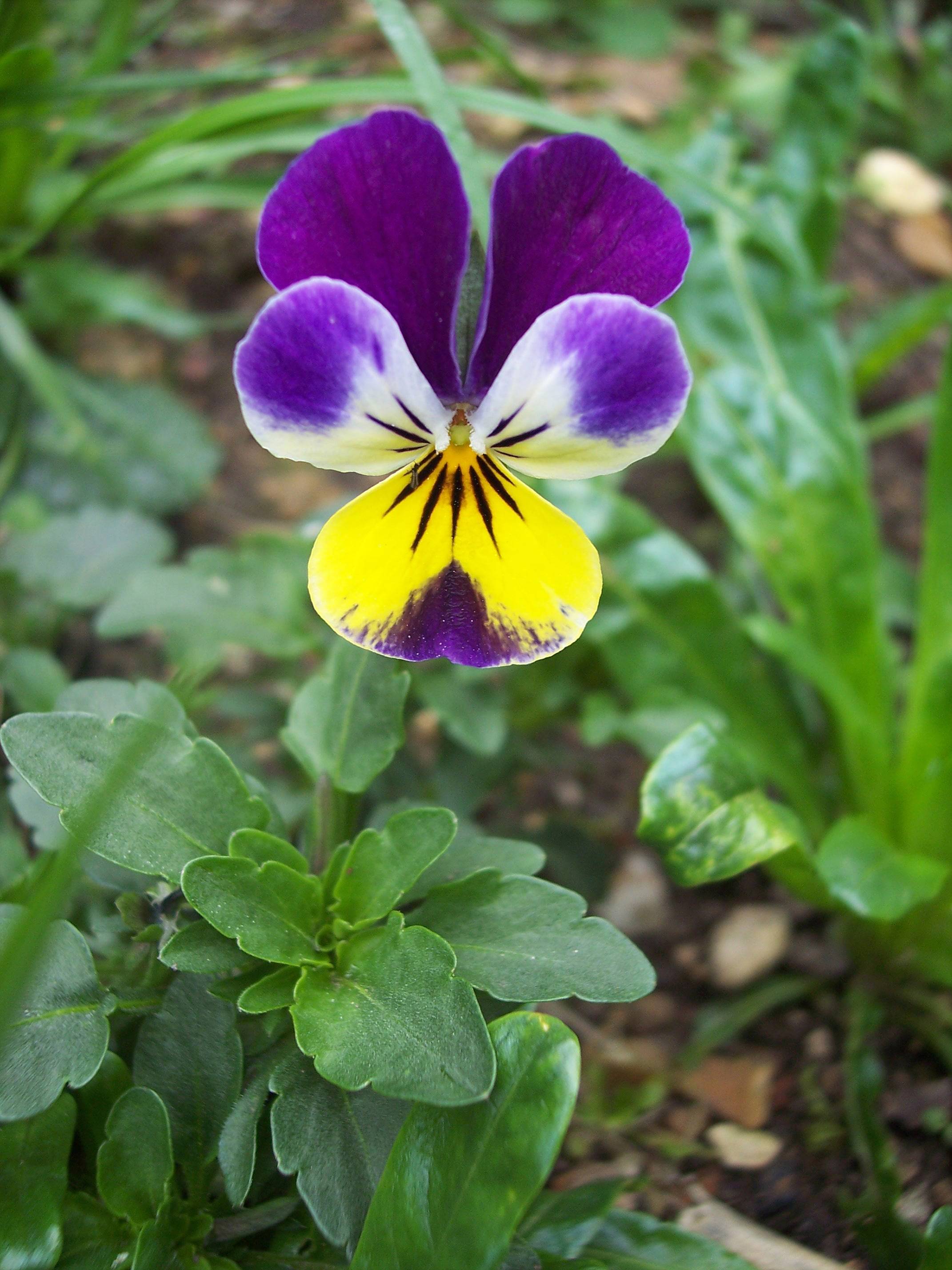 Фиалка трёхцветная - viola tricolor - описание таксона - плантариум