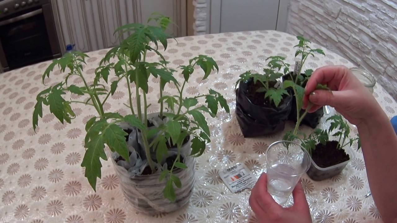 Китайский способ выращивания рассады томатов: в чем его секрет?