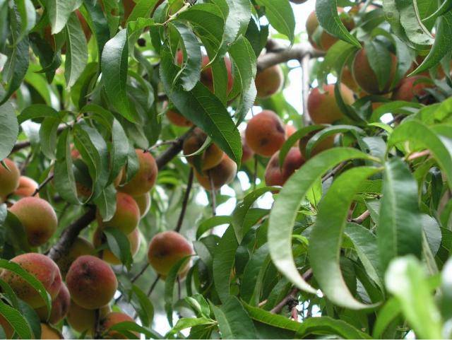 Сорта персиков для средней полосы россии, фото, видео