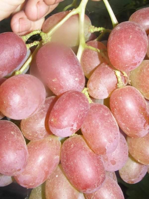Сорт винограда рубиновый юбилей
