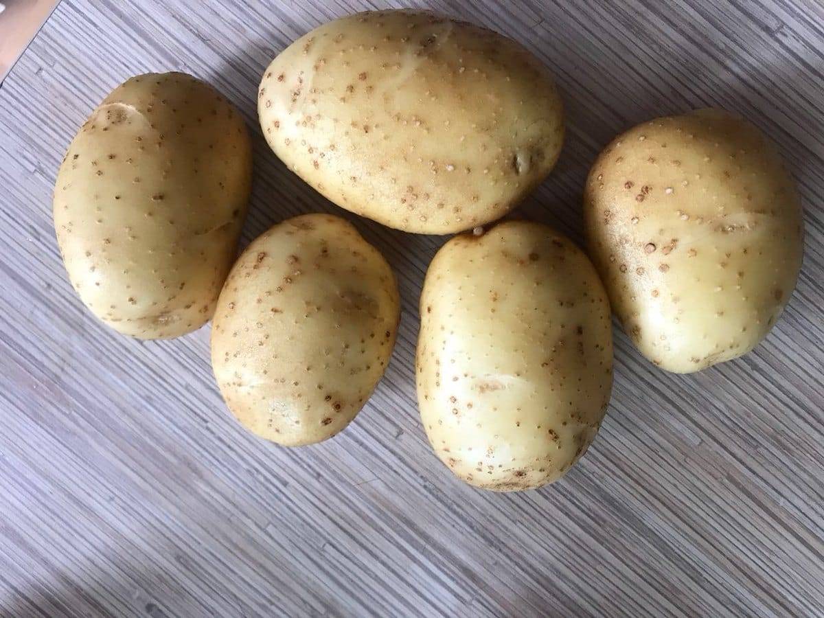 Картофель бриз: характеристика и описание сорта, выращивание и уход