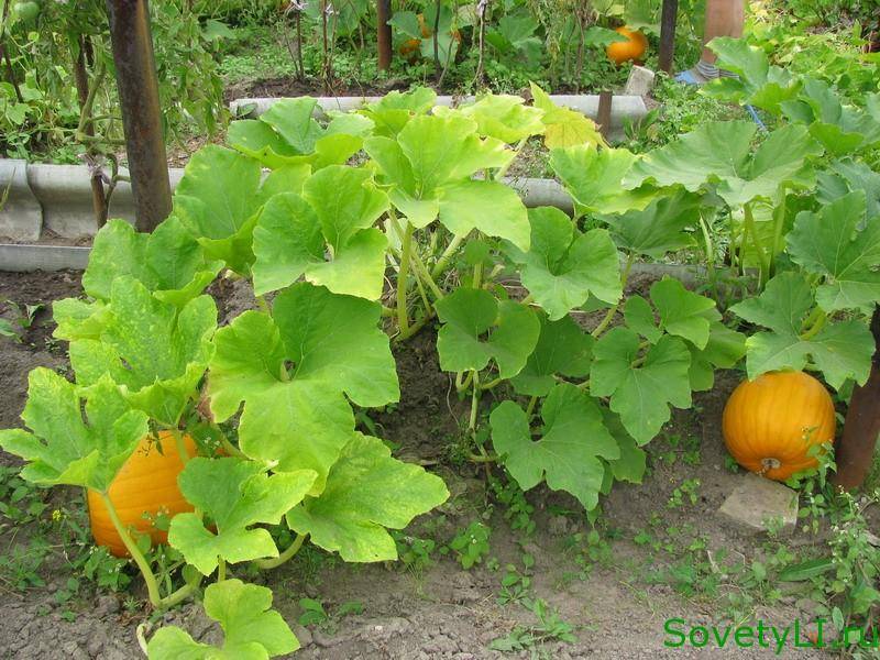 Выращивание тыквы — как правильно вырастить тыкву в открытом грунте?