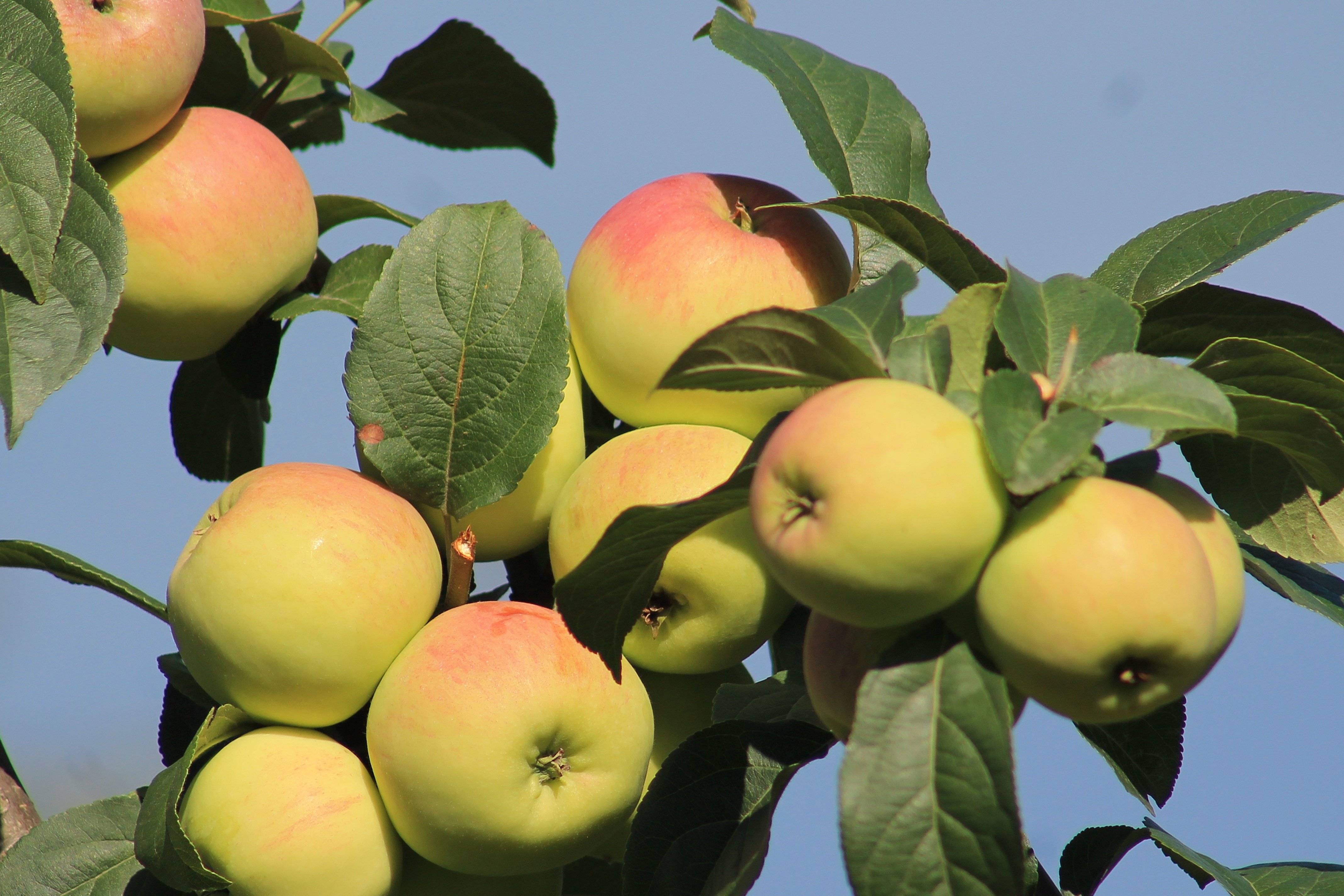 О яблоне июльское черненко: описание и характеристики сорта, посадка и уход