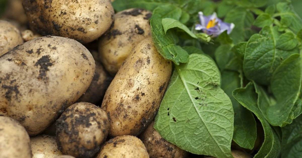 Сорта картофеля - описание, фото, характеристика