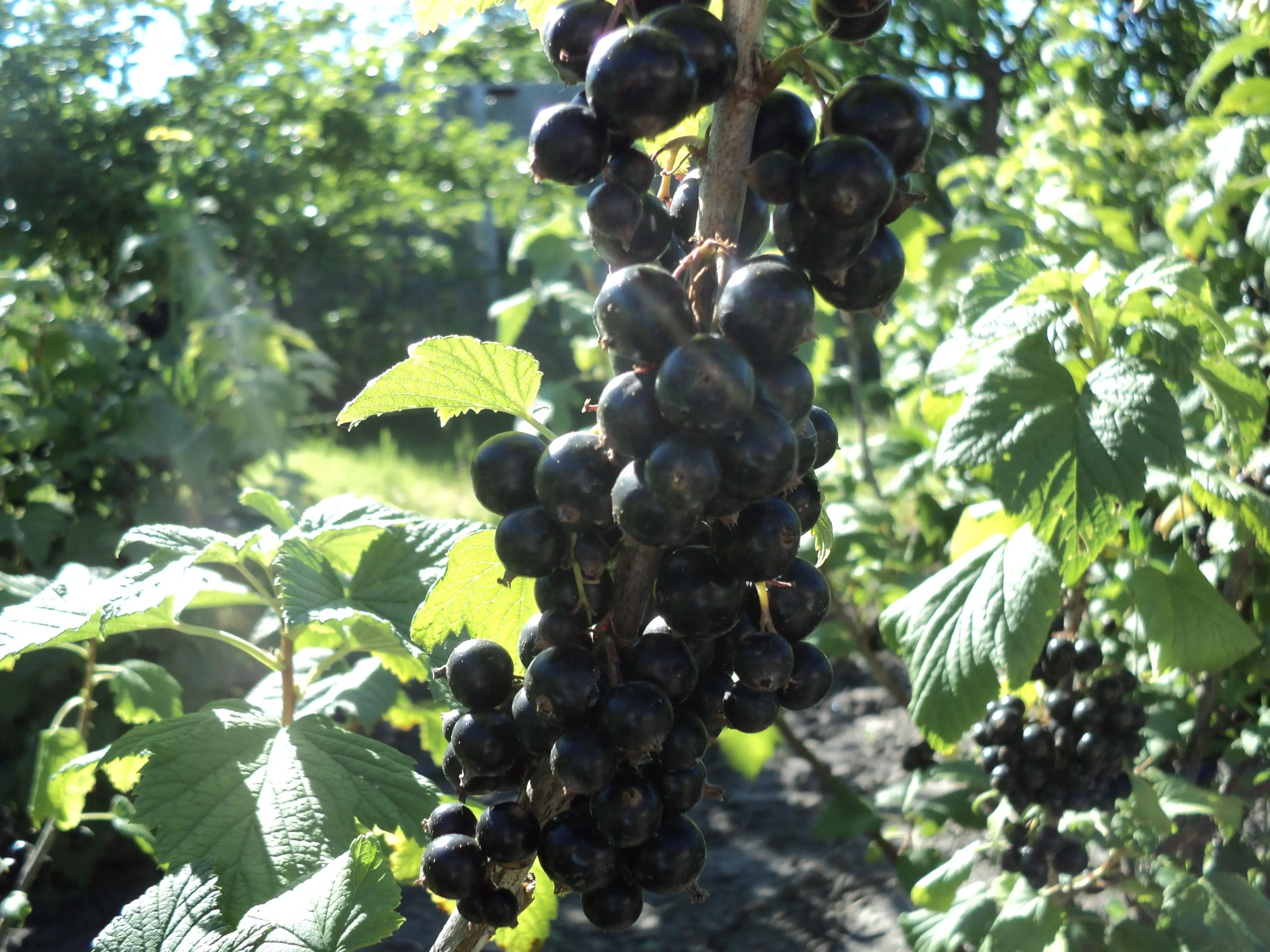 Черная смородина виноградная описание сорта фото