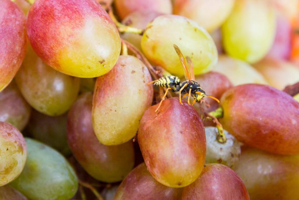 Как эффективно защитить виноград от ос: ловушки, отрава и механические способы