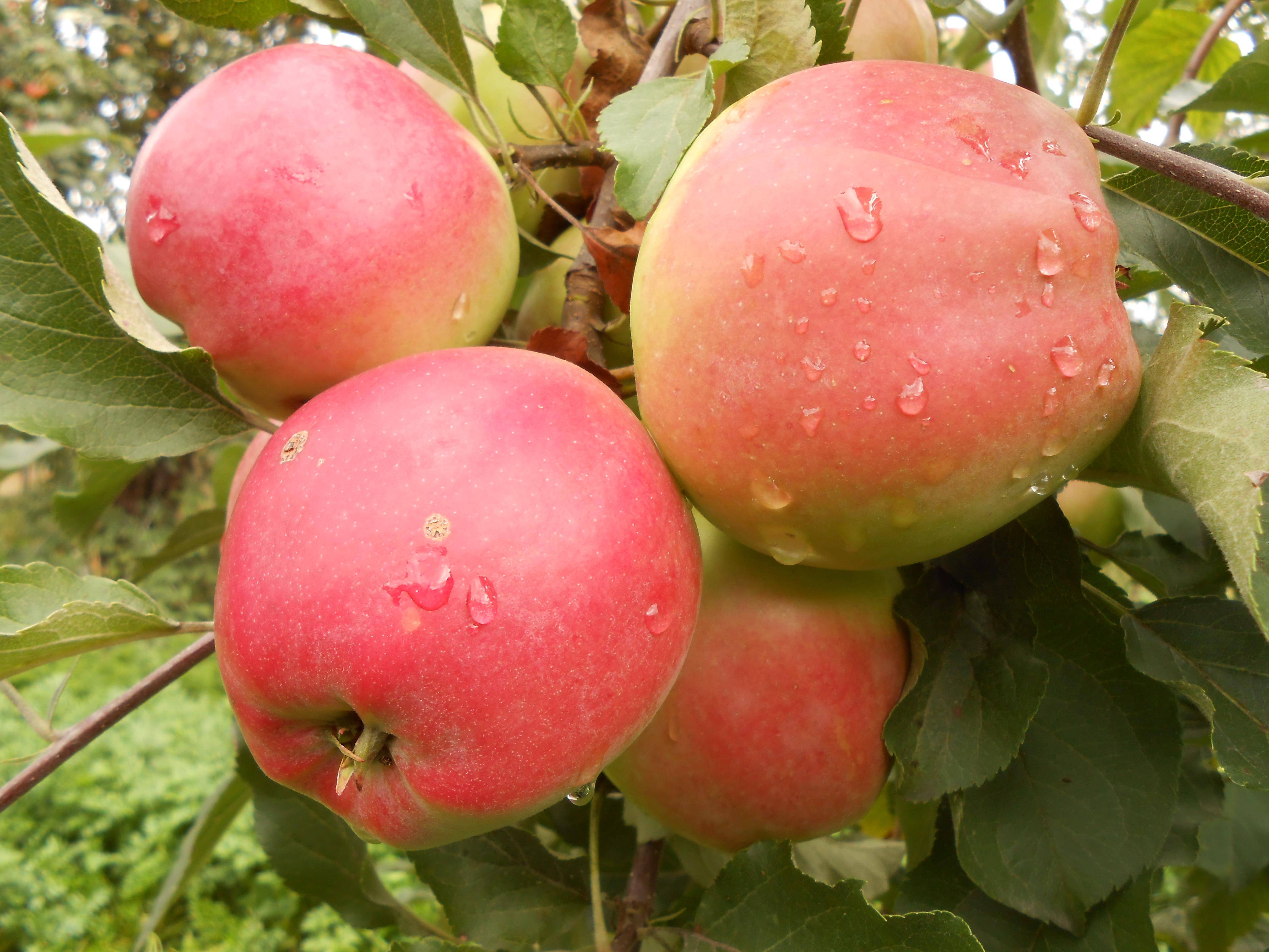 Яблоня «горнист»: описание и выращивание сорта. устойчив к поражению паршой и не боится холода сорт яблони горнист