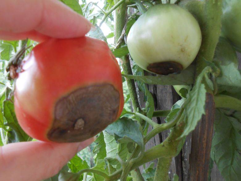 Как бороться с вершинной гнилью на помидорах?