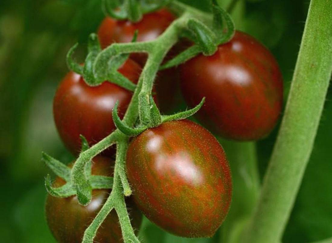 Выращивание помидор в украине