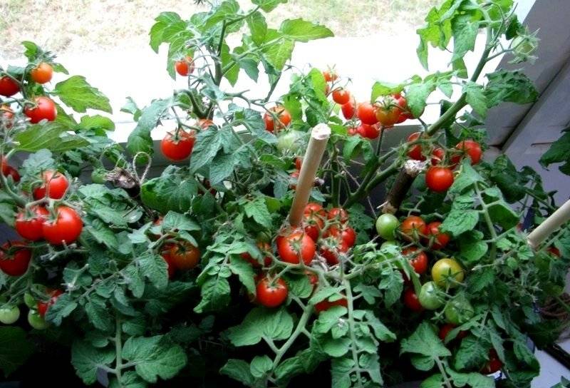 Как вырастить помидоры на подоконнике в квартире зимой или летом