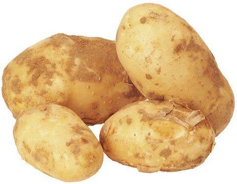 Описание сорта картофеля метеор — особенности выращивания