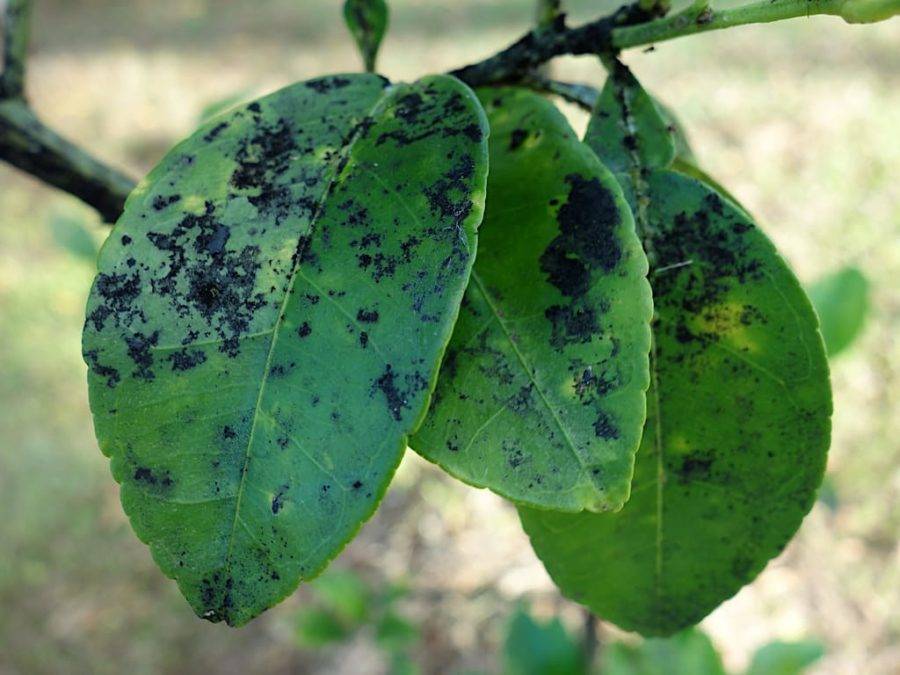 Причины и лечение черных пятен на листьях яблонь, как бороться с болезнью