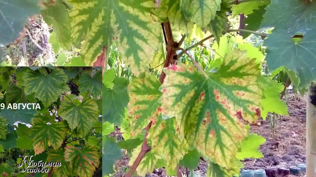 Болезни листьев винограда: описания с фото, лечение