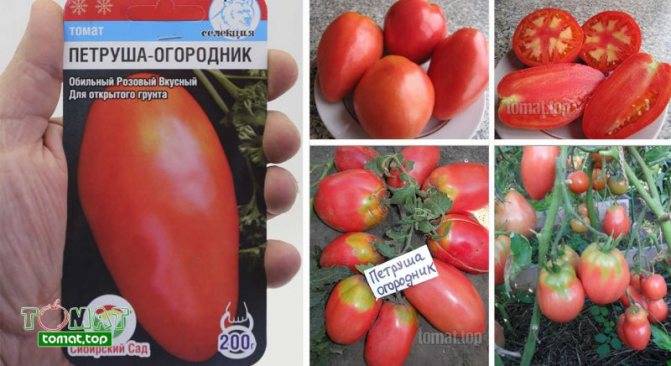 Описание сорта томата михей, его характеристика и урожайность - все о фермерстве, растениях и урожае