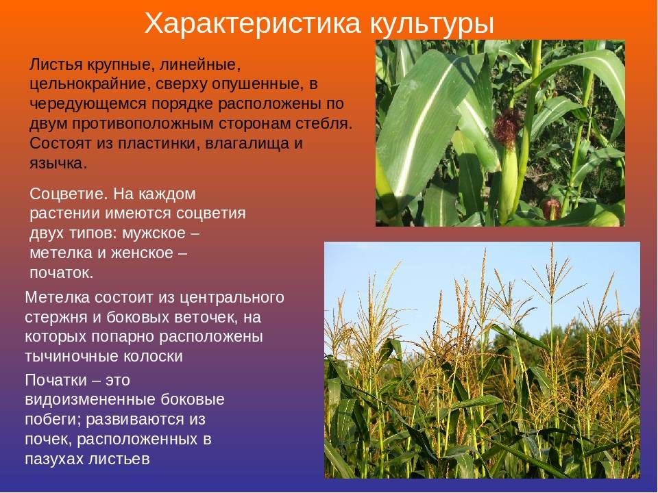 Где растет кукуруза в россии и в мире: страны производители