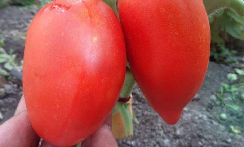 Выращиваем крупные, неприхотливые помидоры сорта «сибирская тройка»