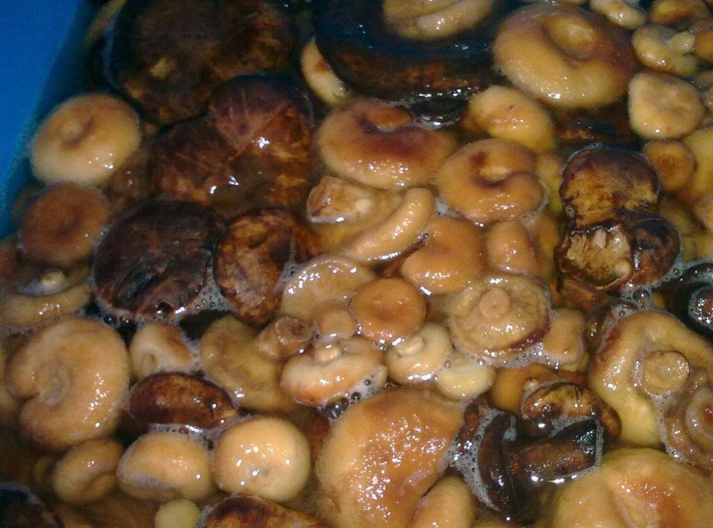 Маринованные грибы на зиму — 6 самых вкусных рецептов