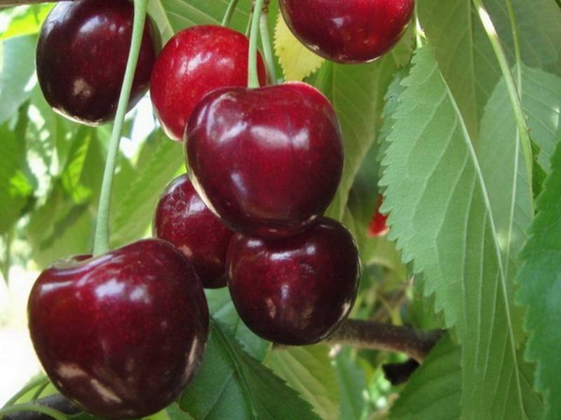 Гибрид чудо вишня: секреты получения хорошего урожая