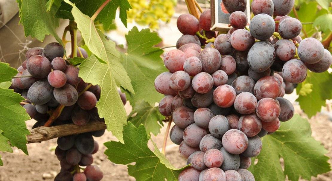 Ранний сорт винограда заря несвятая