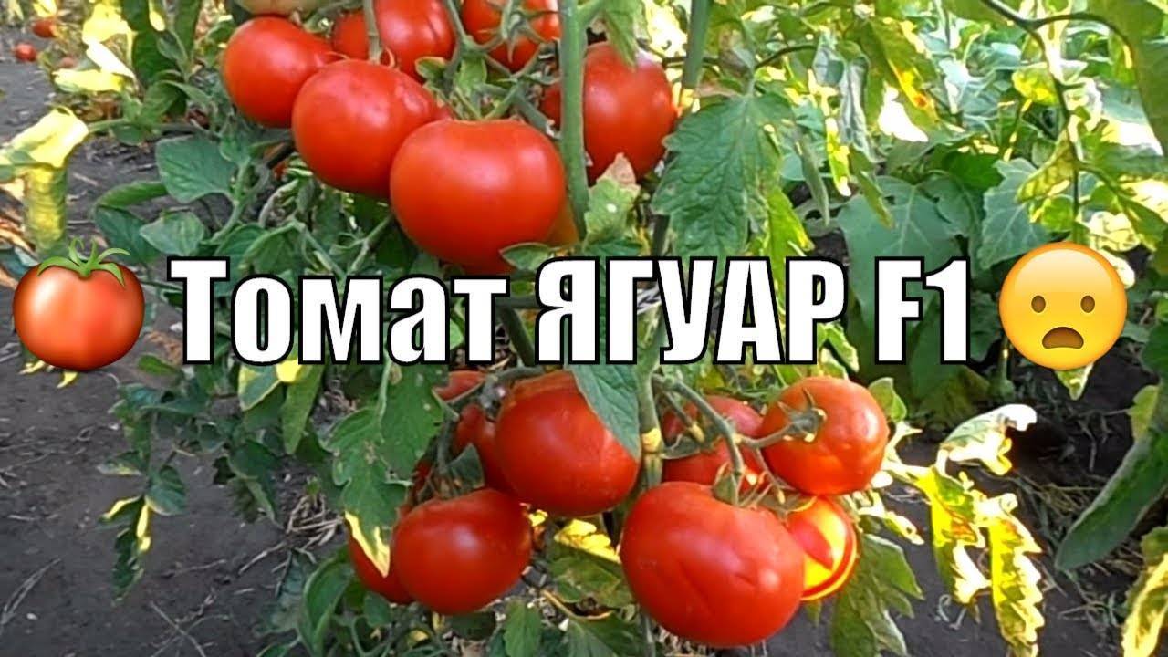 Томат евпатор f1: отзывы, фото, описание сорта, посадка и уход, выращивание т урожайность помидоров