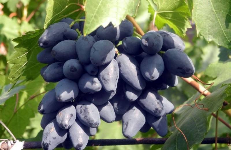 Виноград ромбик: характеристика и описание сорта, посадка и уход