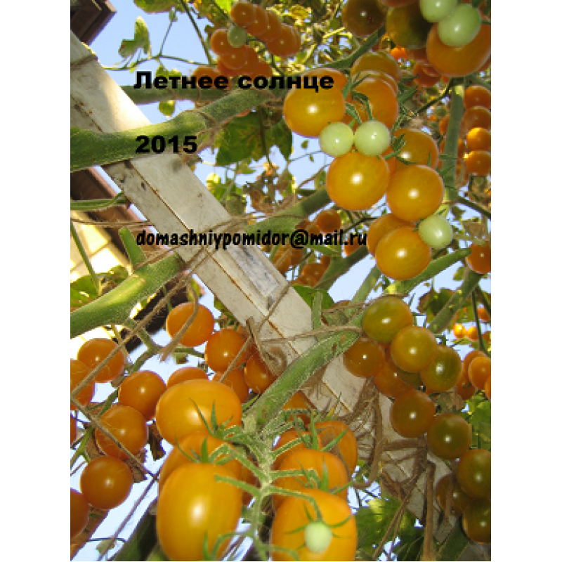 Сияющий желтый черри: описание сорта томата саммер сан или летнее солнце