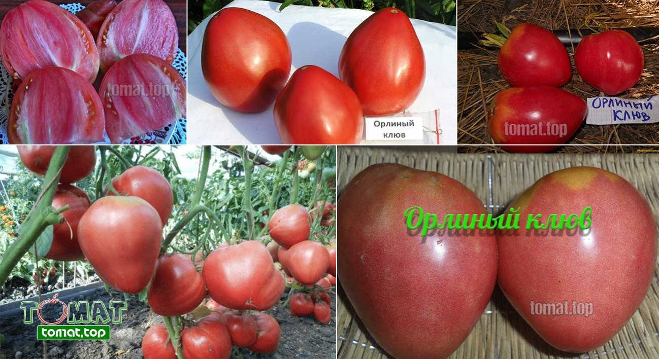 Описание среднеспелого томата воловьи уши и правила выращивания