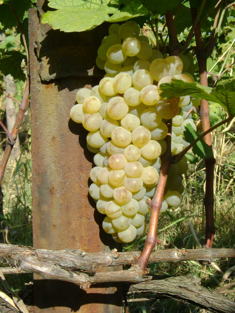 Сорт винограда «ркацители» — особенности ухода, полезные свойства, фото