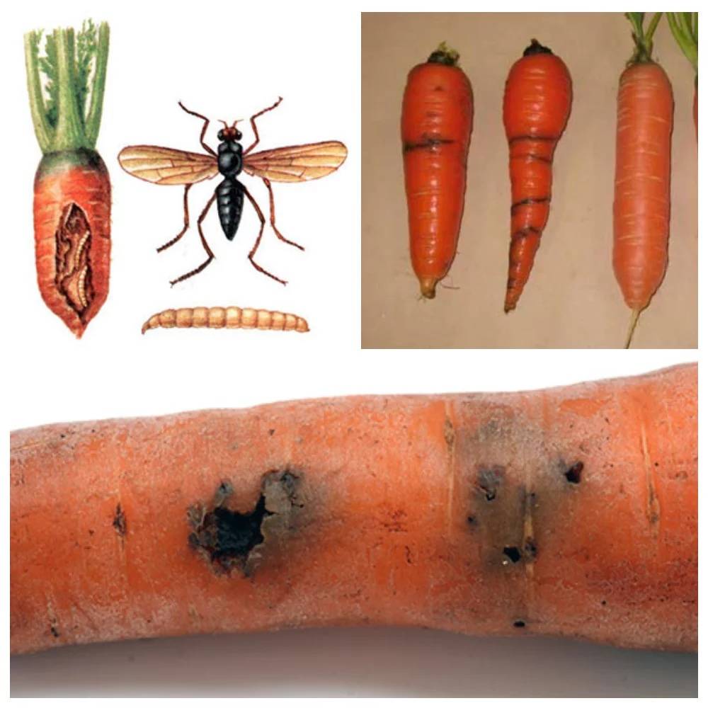 Народные средства от вредителей- лучшие рецепты от насекомых