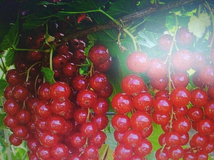 Красная смородина уральская красавица: описание сорта, посадка и уход, отзывы