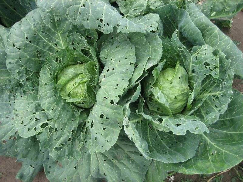 Болезни белокочанной капусты - сад 6 соток