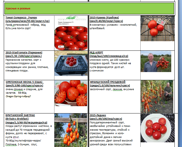 Характеристика и описание сорта томата шеди леди, его урожайность - всё про сады
