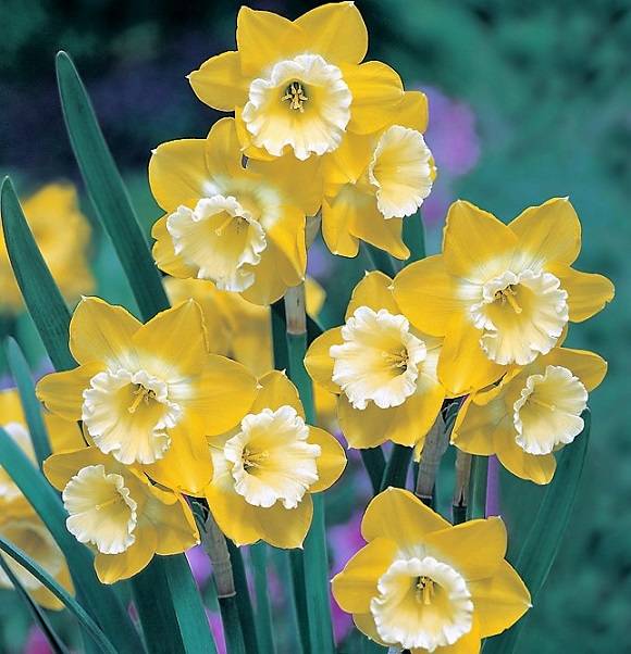 Нарциссы (100 фото): почему не цветет в саду, когда сажают луковицы, выращивание из семян, хранение и классификация нарциссов