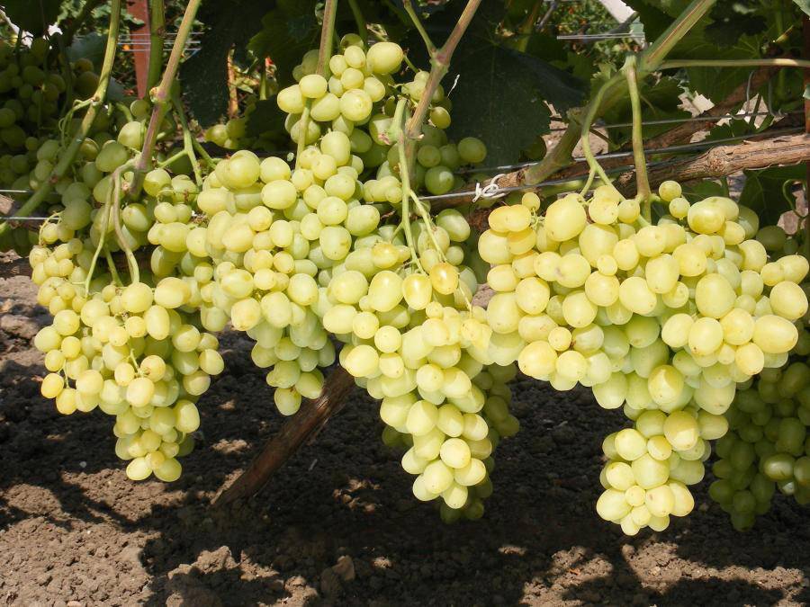 Сорт винограда супер экстра: описание сорта с характеристикой и отзывами, а также особенности посадки и выращивания, фото