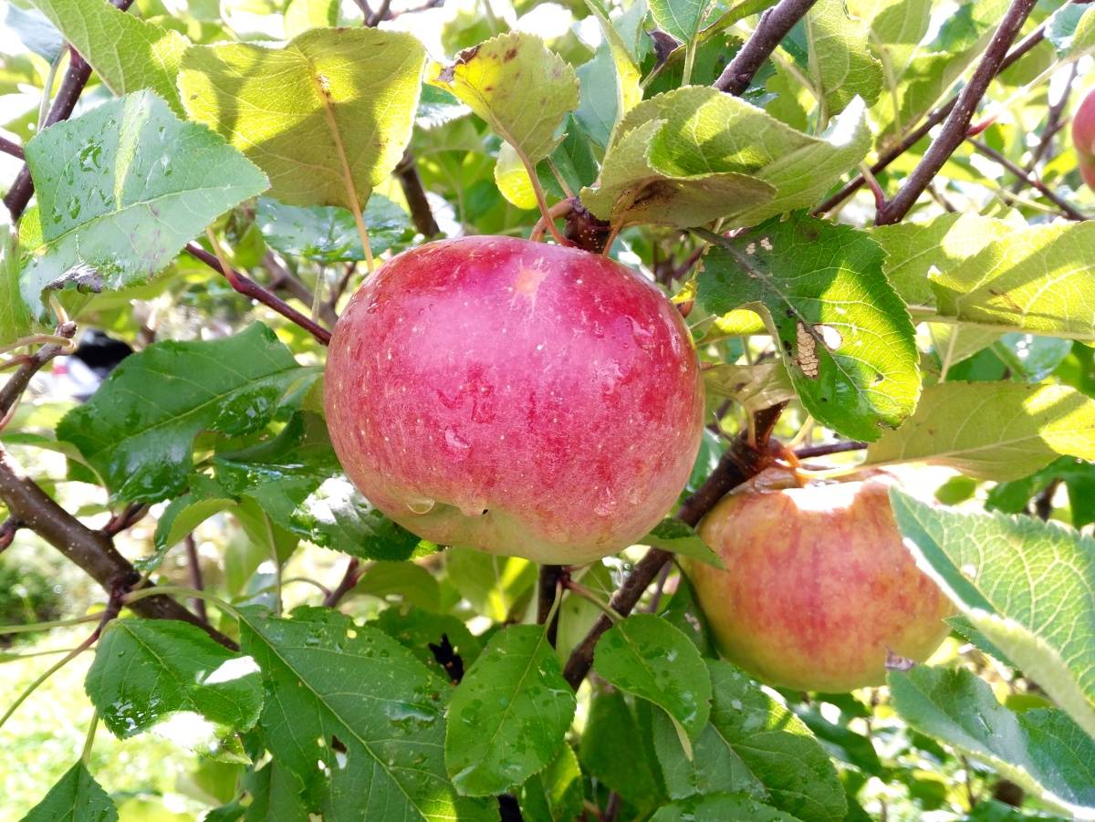 Яблоня джонатан - зимние плоды с сочной, ароматной мякотью.
