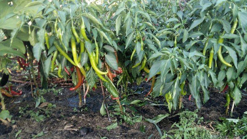 Огурцы и перцы в одной теплице – возможности совместного выращивания