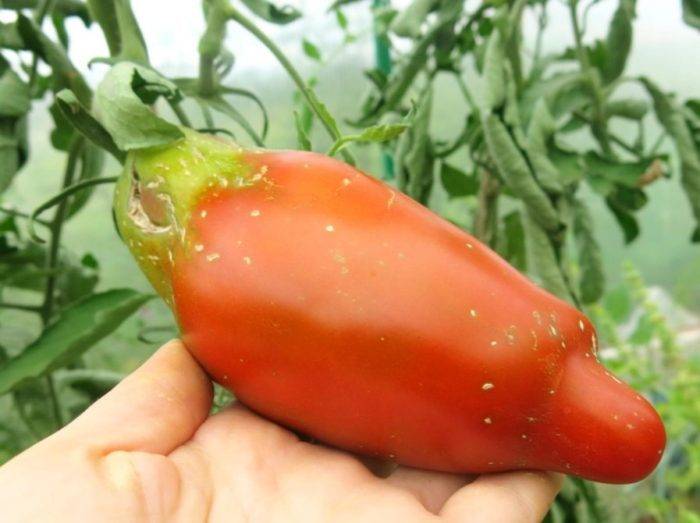 Перцевидные томаты: описание и характеристика сортов, особенности ухода за ними, отзывы, фото