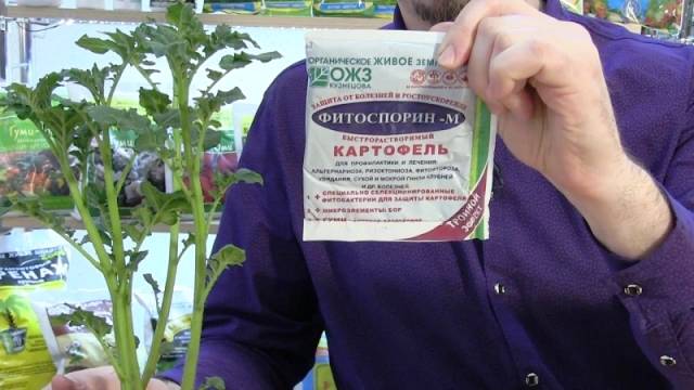 Фитоспорин для рассады: инструкция по применению для полива томатов, огурцов, перца, капусты, обеззараживание почвы раствором фитоспорина