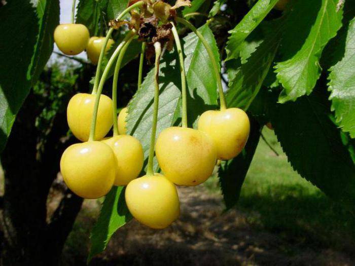 Черешня приусадебная – описание сорта и советы по выращиванию