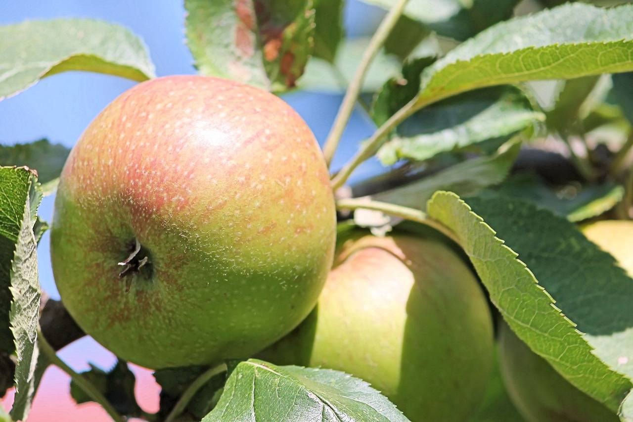 Описание сорта яблони баяна: фото яблок, важные характеристики, урожайность с дерева