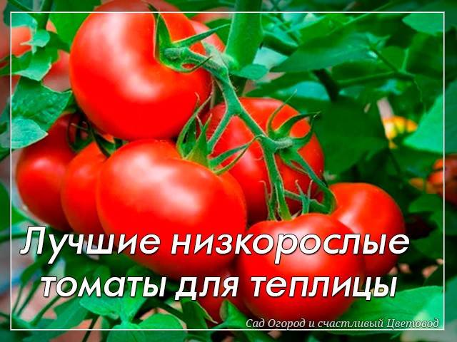 Особенности выращивания голландских сортов томатов