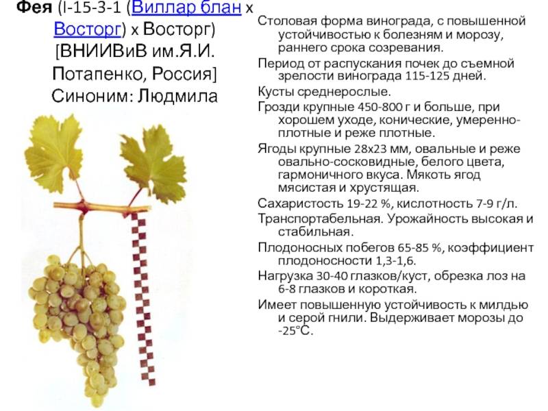 Виноград изабелла: когда созревает, определение спелости, как собирать для вина